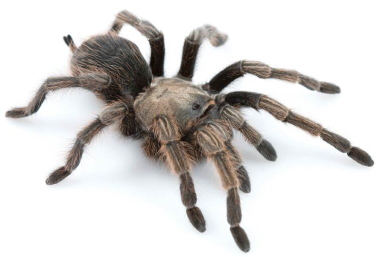 Types Of Spiders With Pictures & Facts: Main Spider Groups