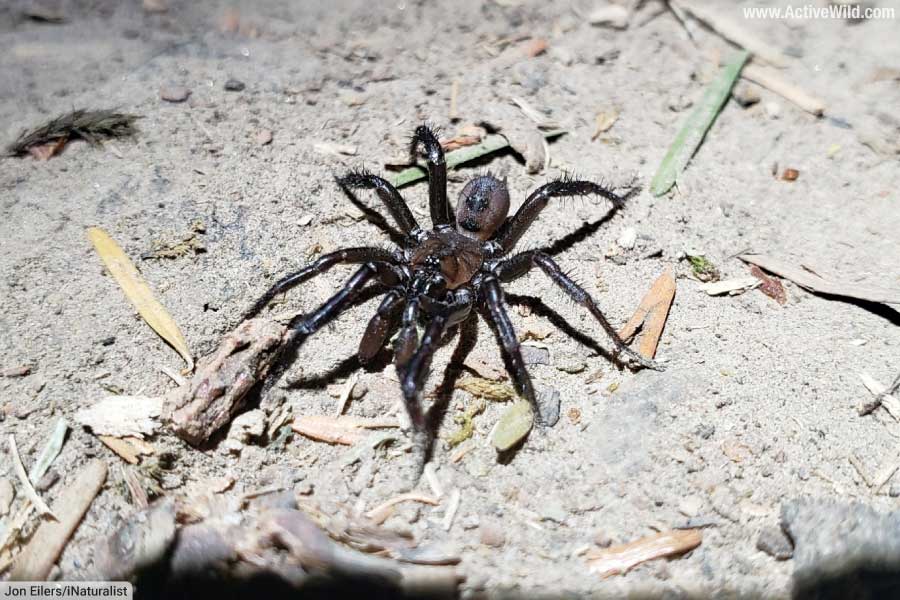 Pacific Foldingdoor Spider