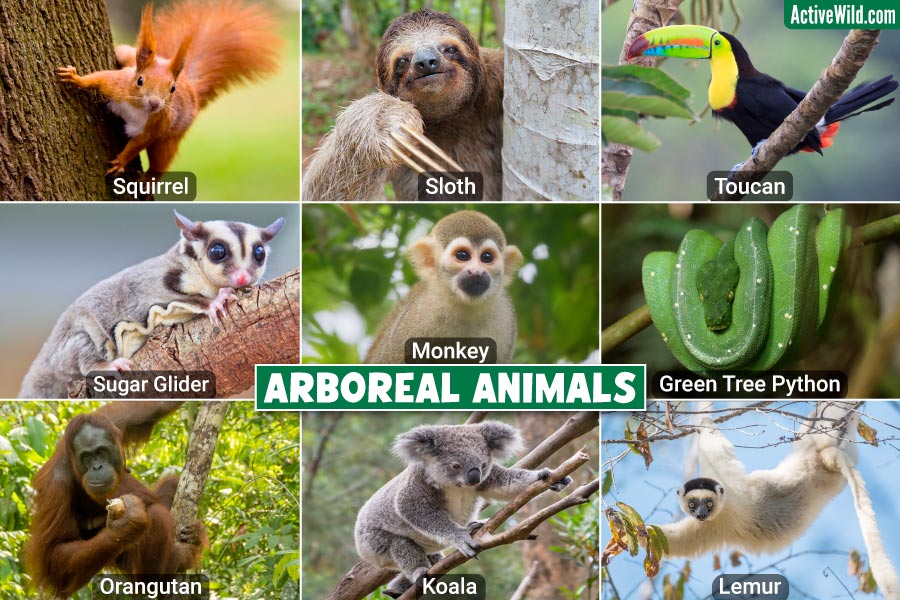 Arboreal Animals