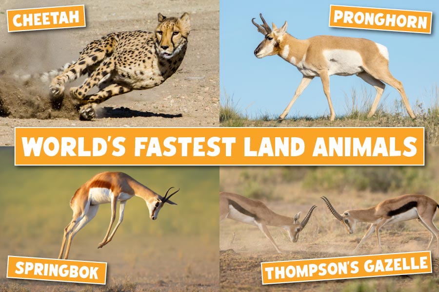 Fastest Land Animals