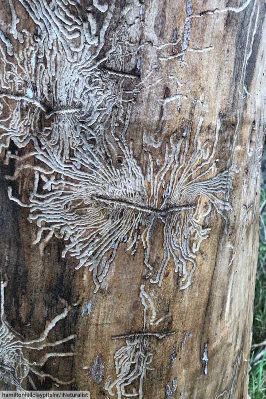 Tree Damage Caused By Bark Beetle