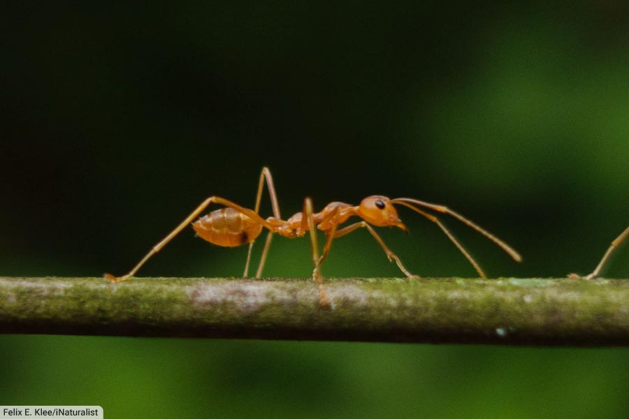 Asian Weaver Ant