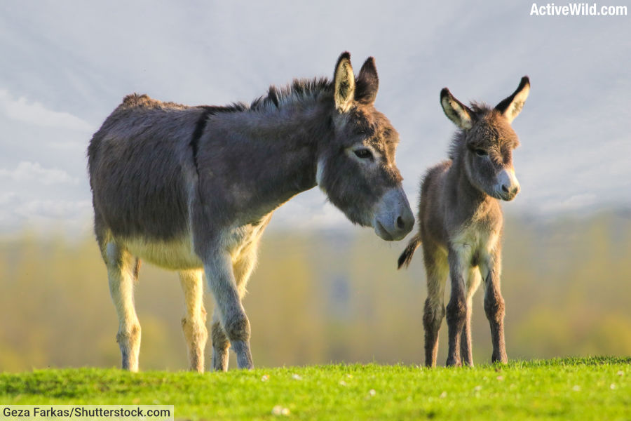 Donkey With Foal