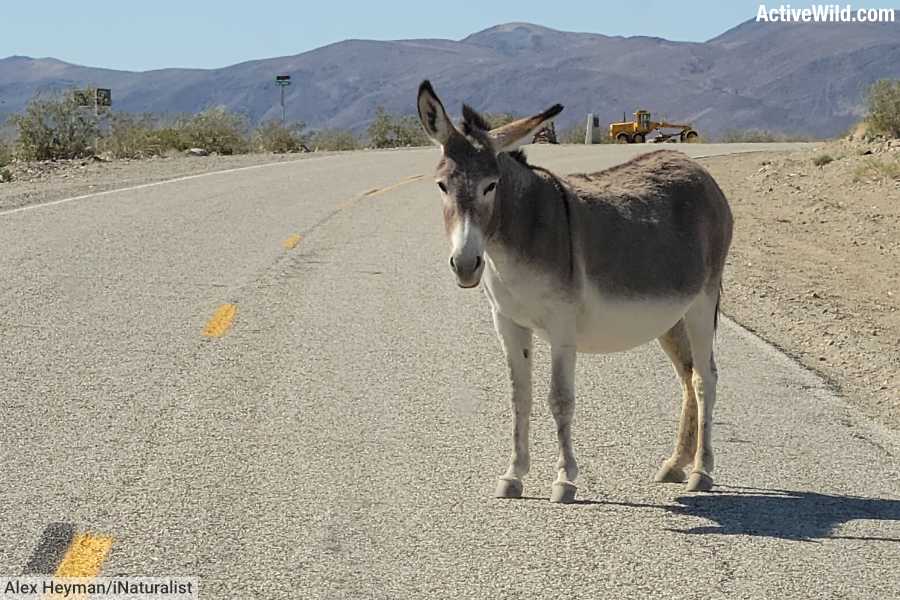 Donkey On Road