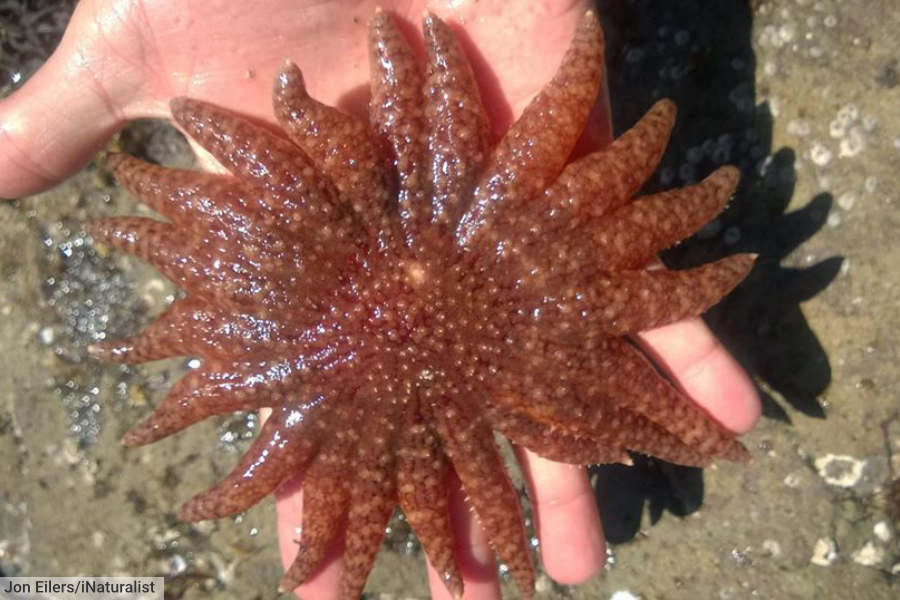 Sunflower Starfish Sea Star