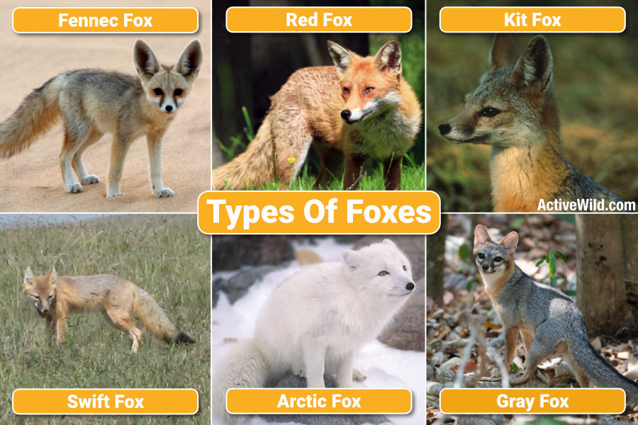 Foxes Fox Facts Different Types Of Foxes With Pictures
