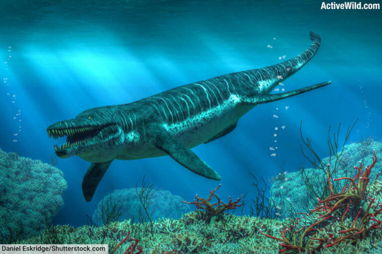 Prehistoric Sea Creatures With Pictures Interesting Facts Prehistoric Sea Creatures With Pictures Interesting Facts