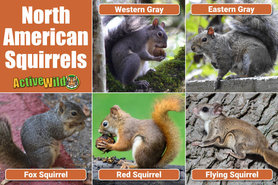 North American Squirrels Gimme Shelter As World Warms Species Head North American Squirrels Gimme Shelter As World Warms Species Head