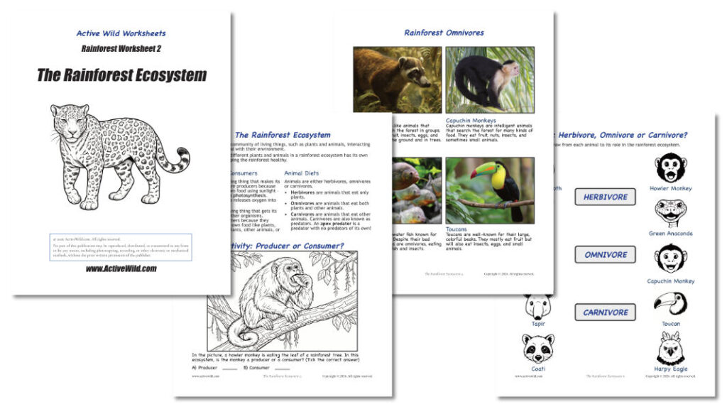 Rainforest Worksheets Sample Pages 2