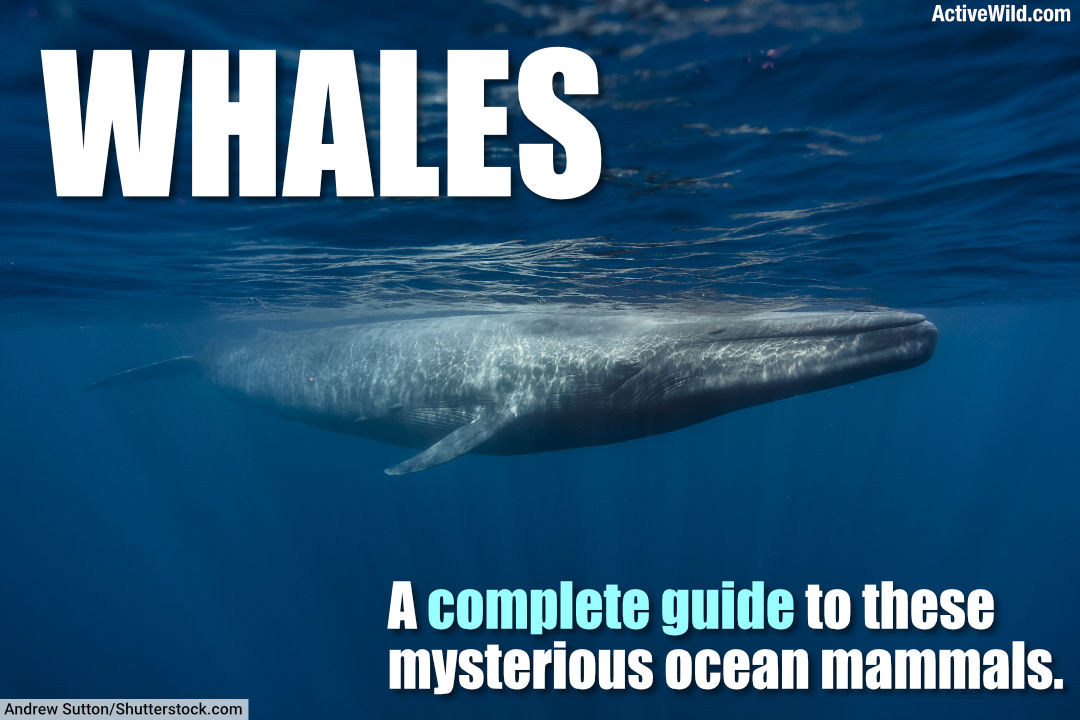 Whales Complete Guide