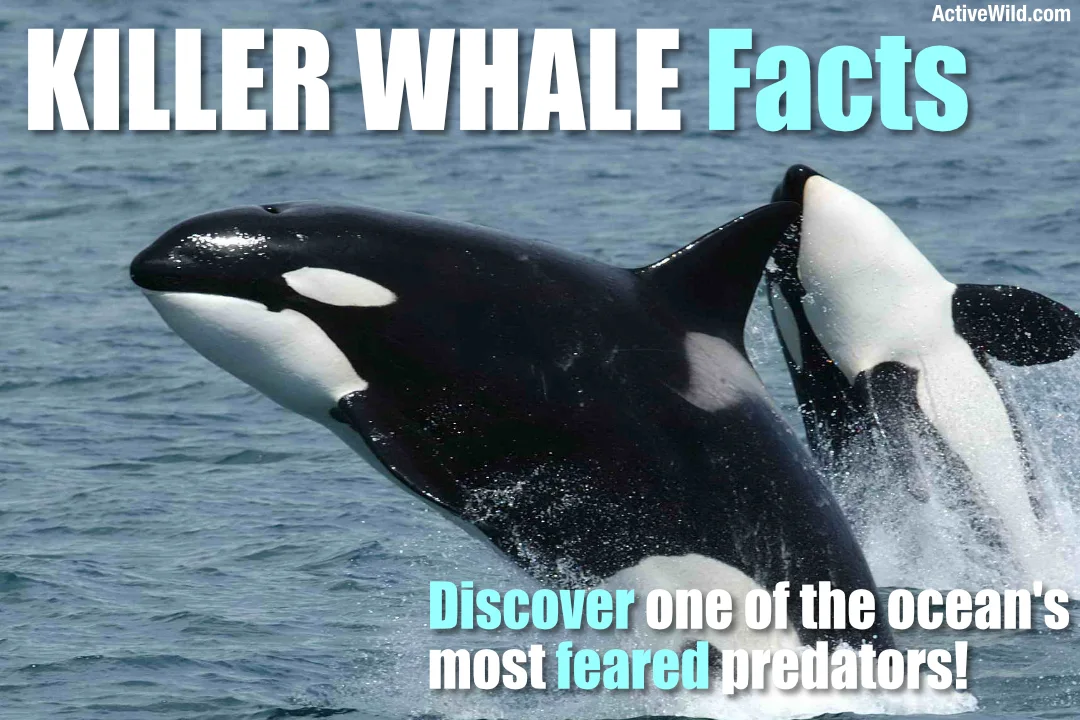 Kiiler Whale Orca Facts Active Wild Featured Image