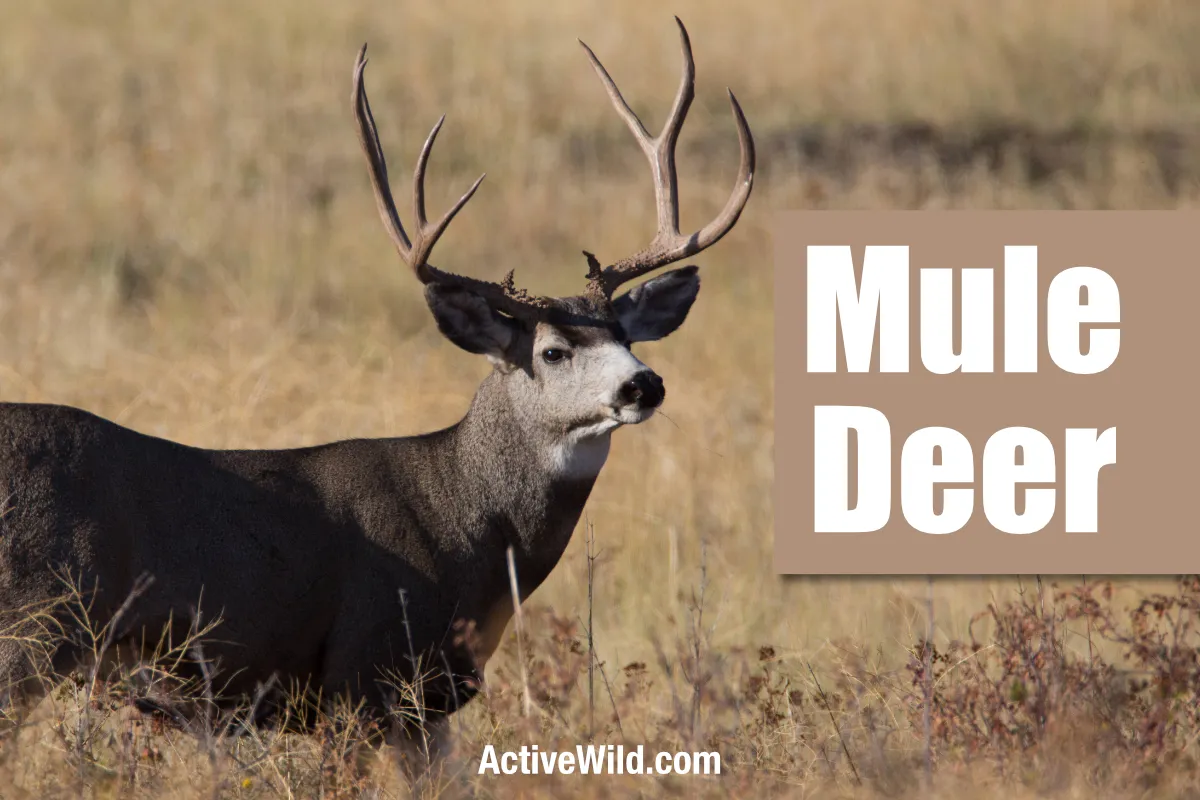 Mule Deer Feature Image Active Wild