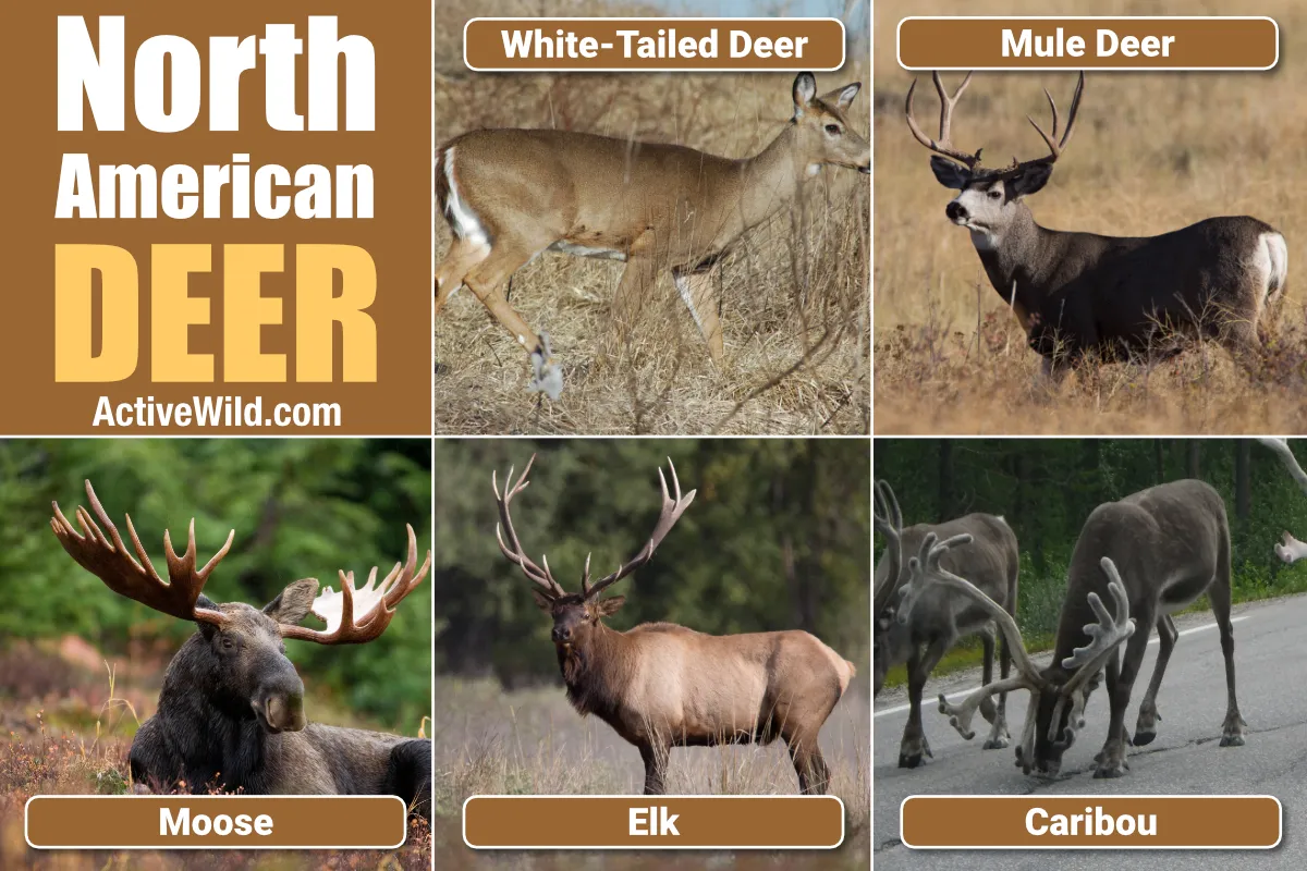 Types of Deer in the United States
