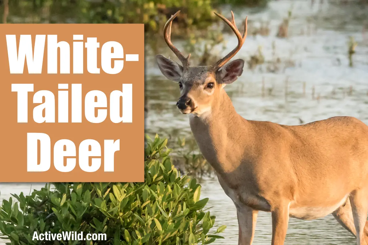 White Tailed Deer Active Wild Featured Image