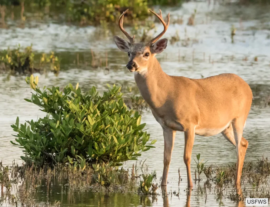 White Tailed Deer Buck Wading