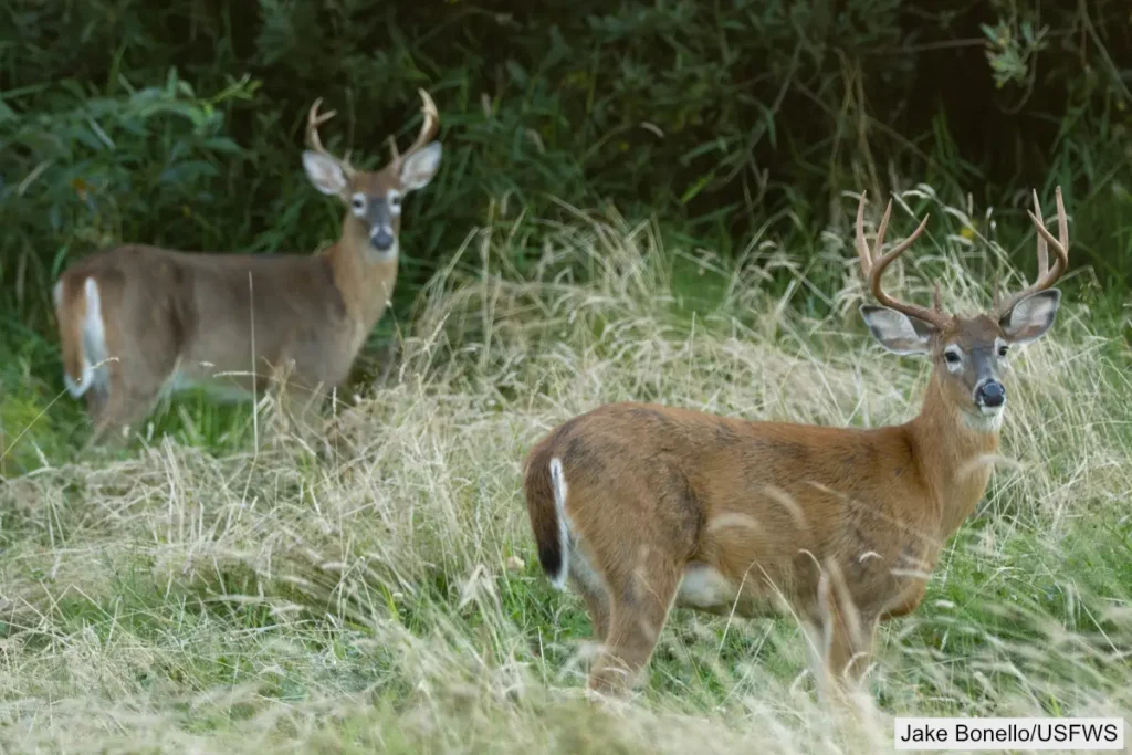 White Tailed Deer Columbian subspecies
