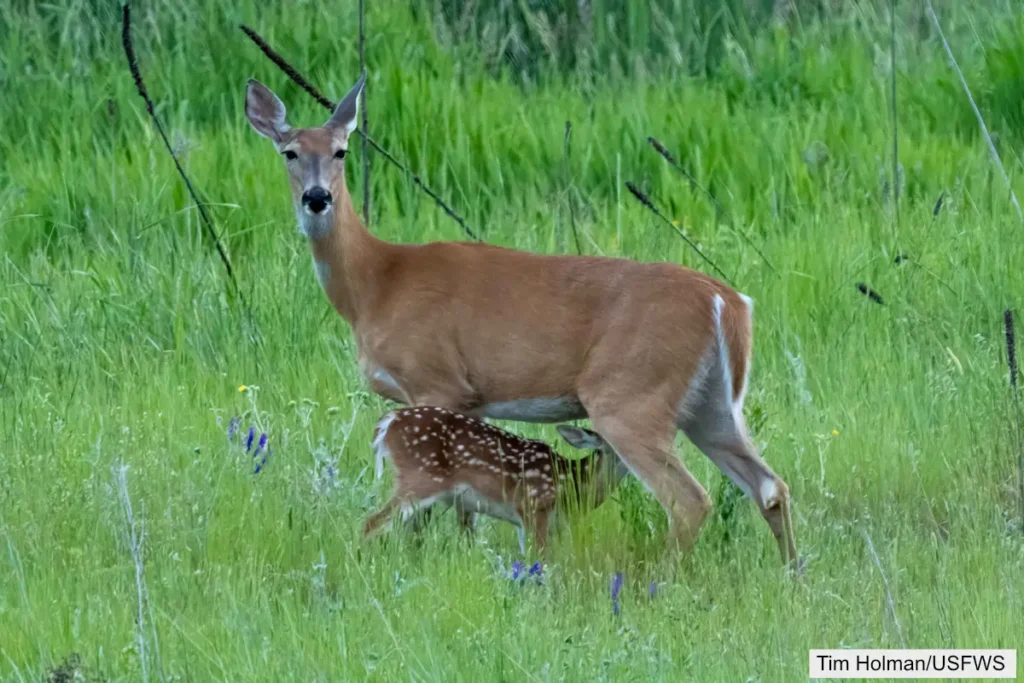 White Tailed Deer Female With Fawn