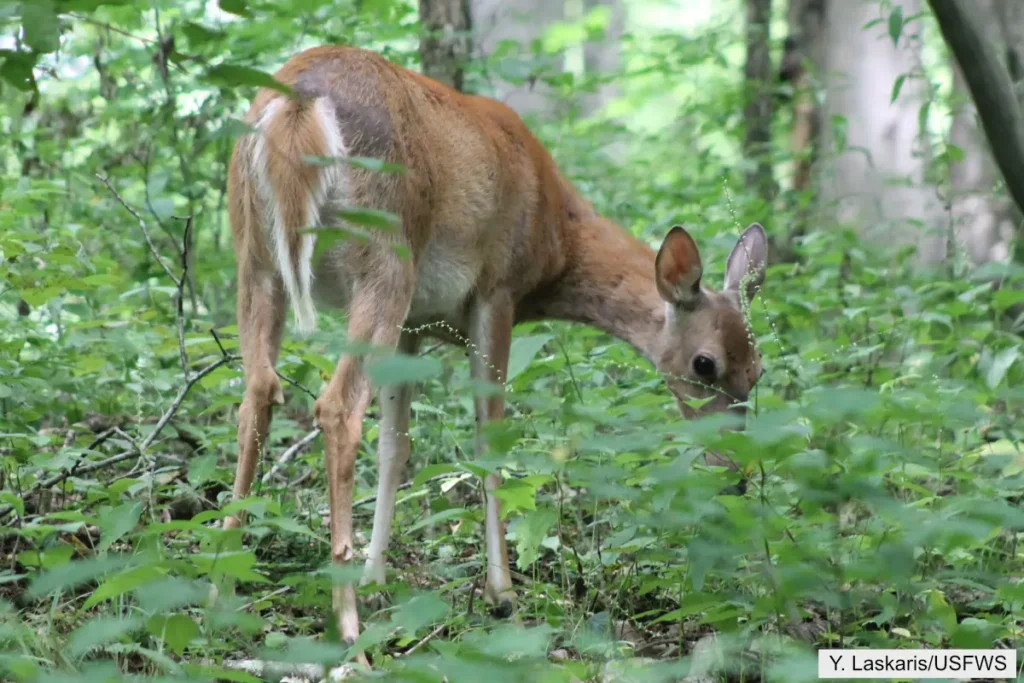 White Tailed Deer Showing Tail
