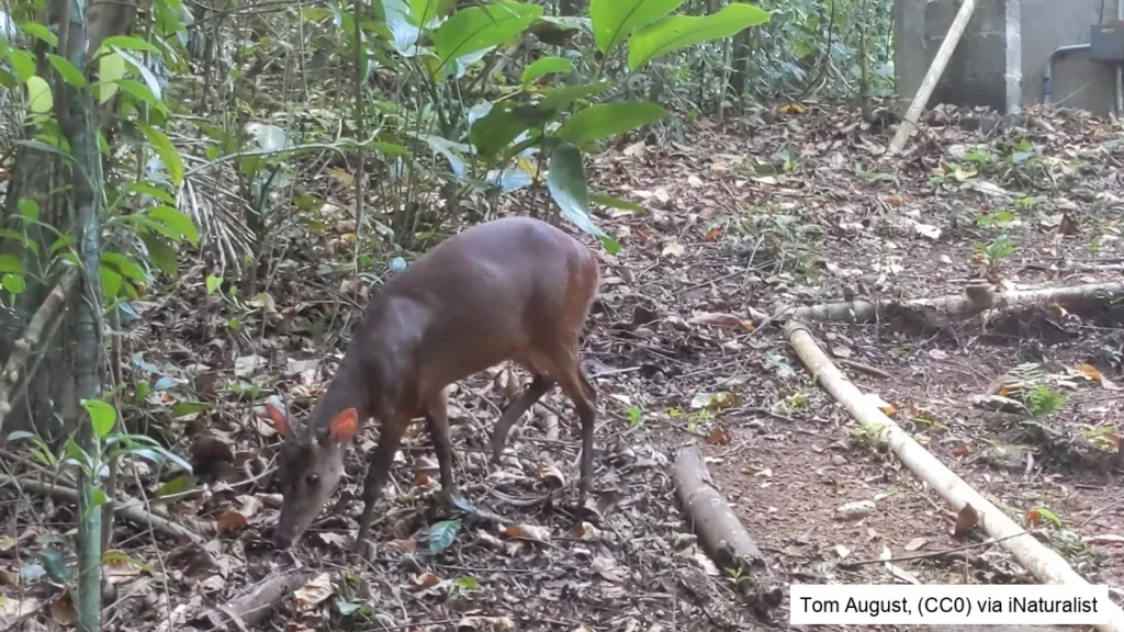 central american red brocket deer