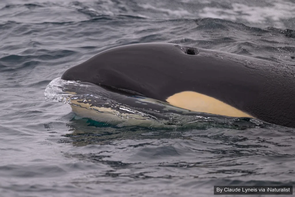 Killer whale blowhole close-up