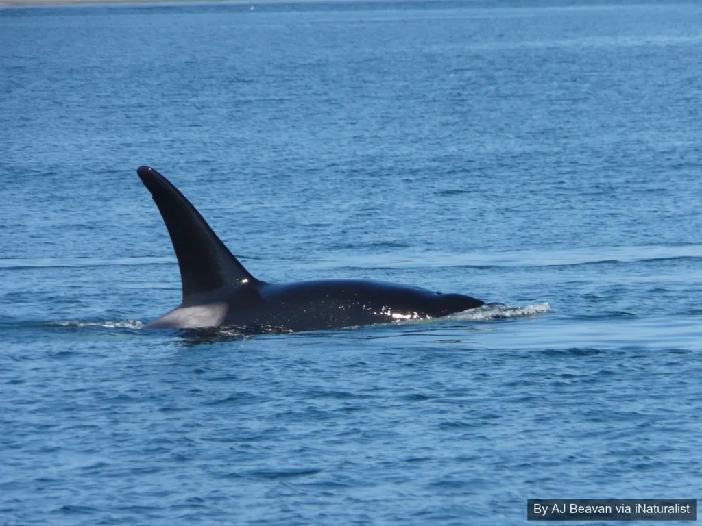 Killer whale dorsal fin