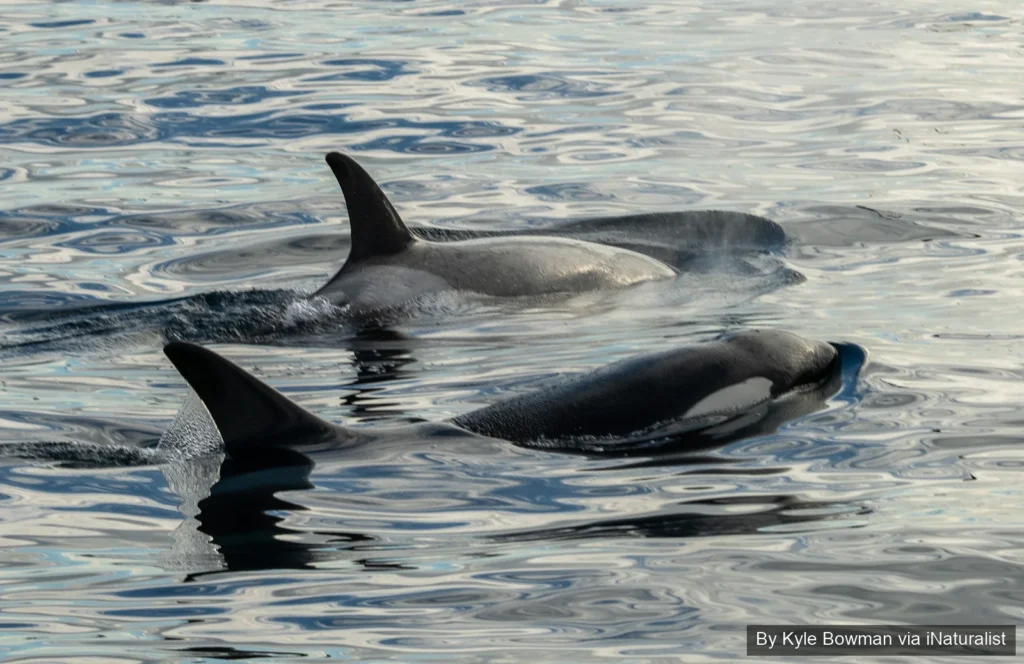Killer Whale Pod at surface