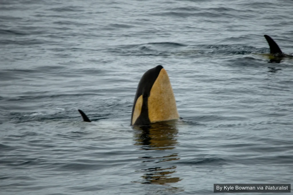 Killer whale spy-hopping