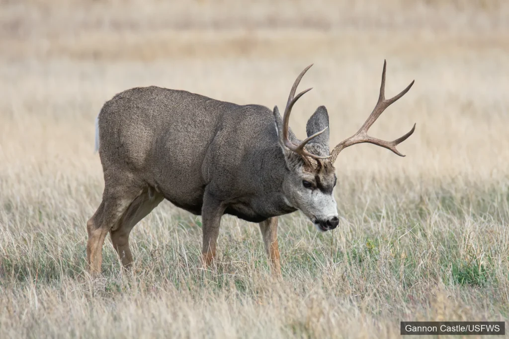 Male mule deer