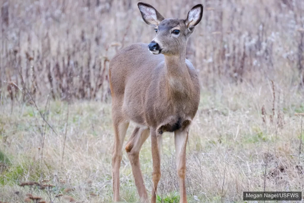Black tailed deer