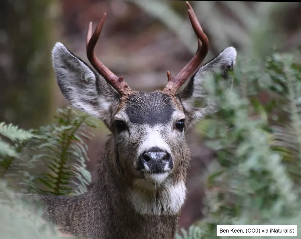 Mule Deer Head Close-up