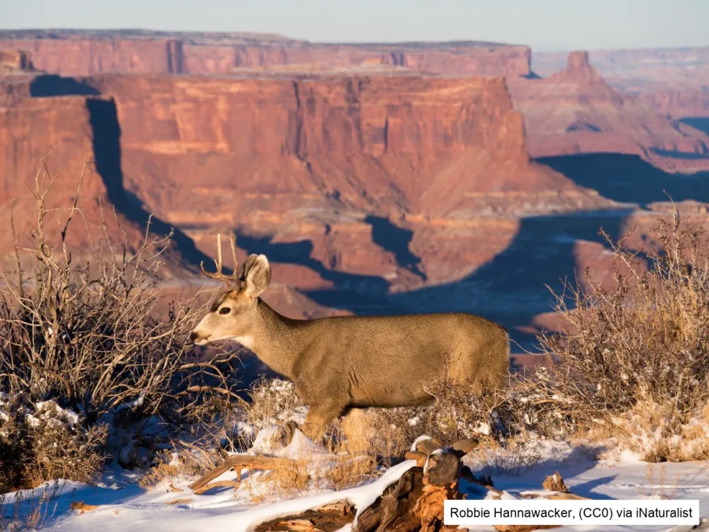 Mule Deer