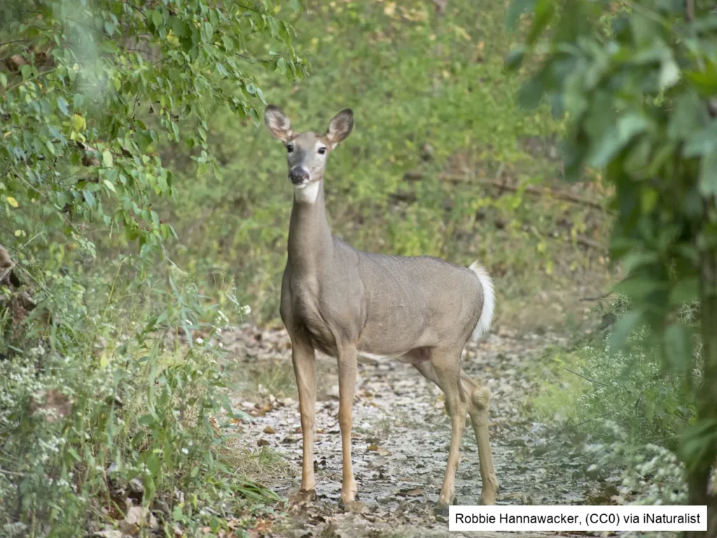White-Tailed Deer