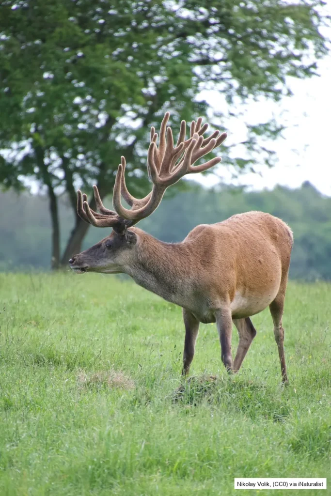 Red deer