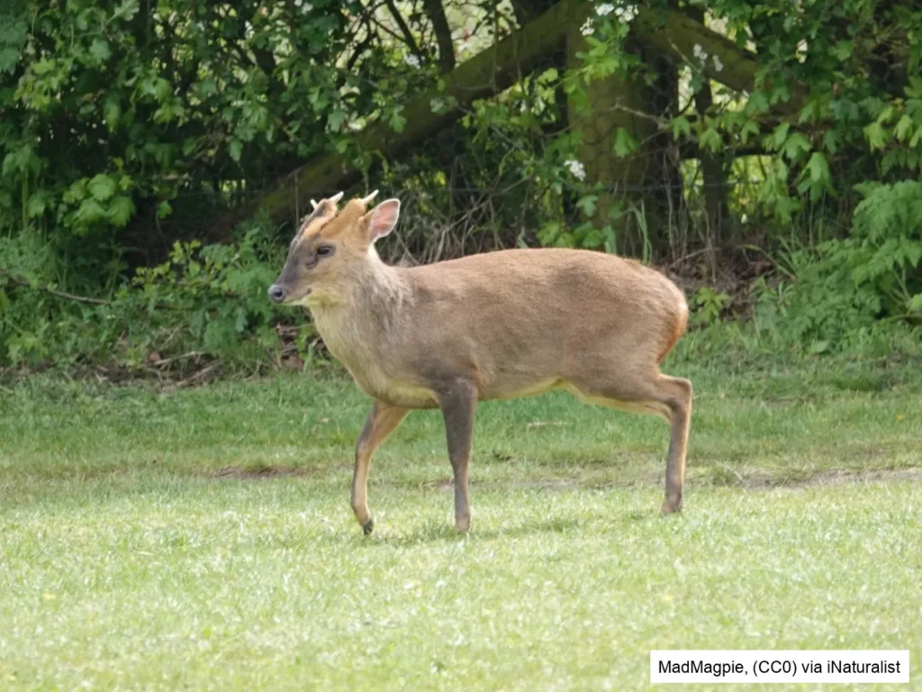 Reeve's Muntjac deer