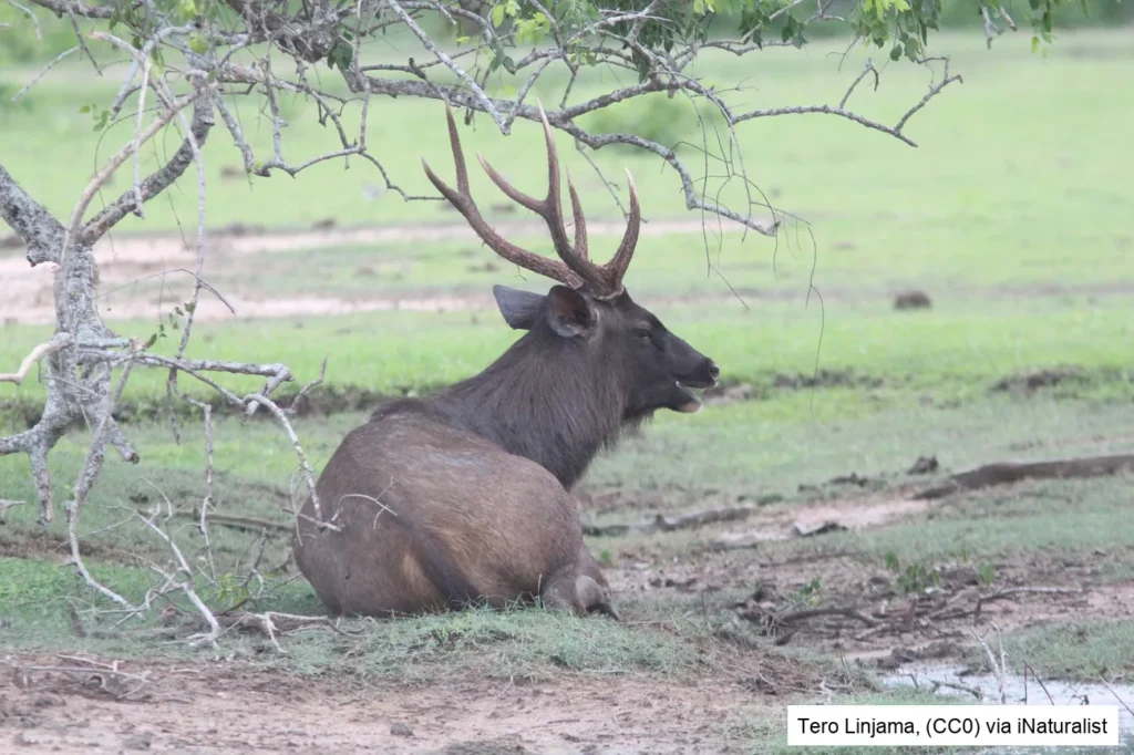Javan rusa deer / Sunda sambar deer