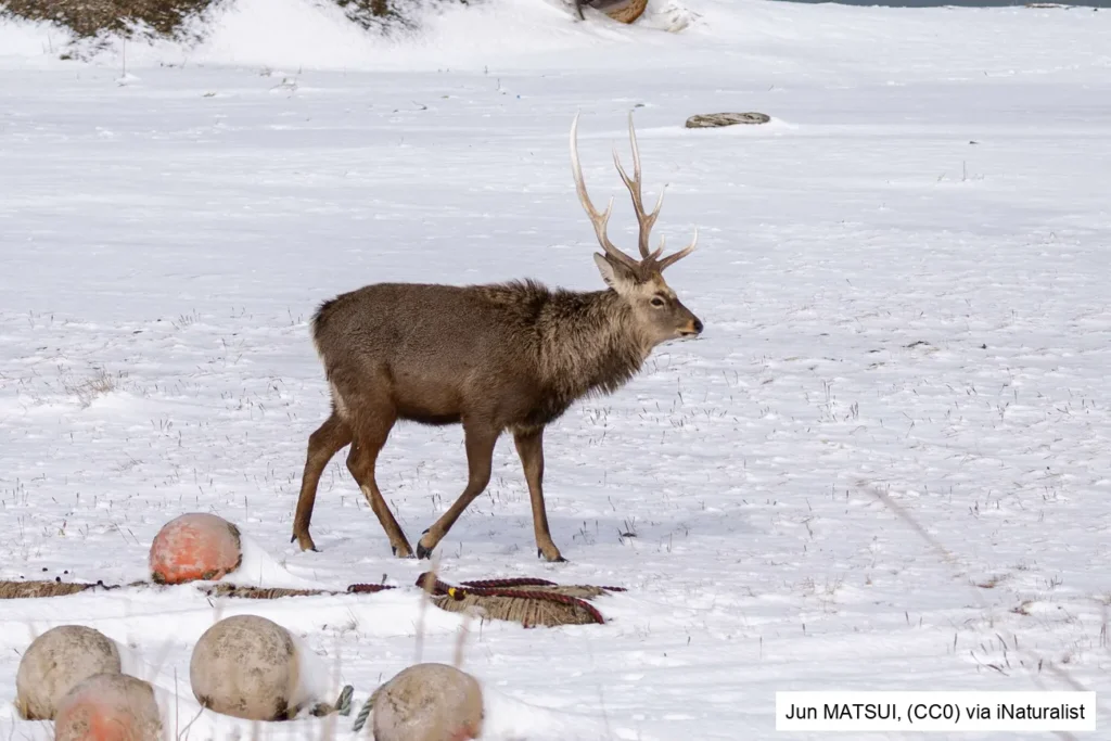 Sika Deer