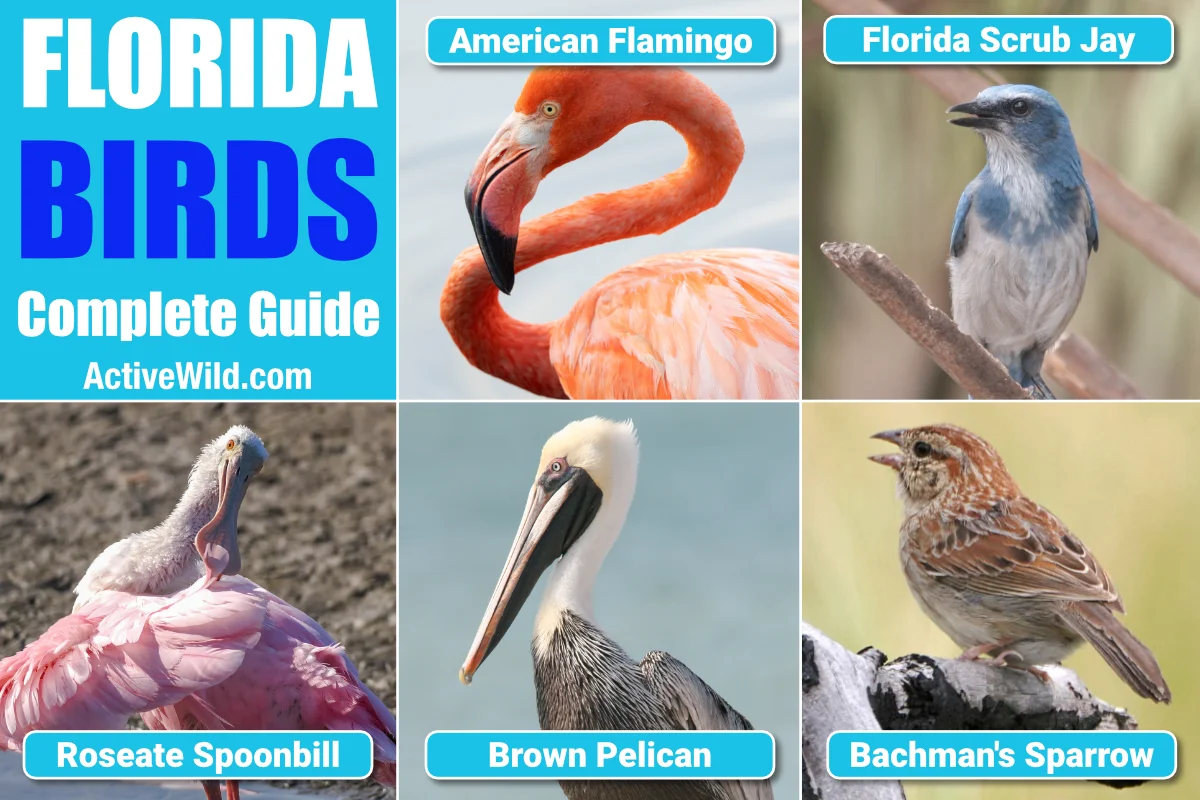 Florida Birds