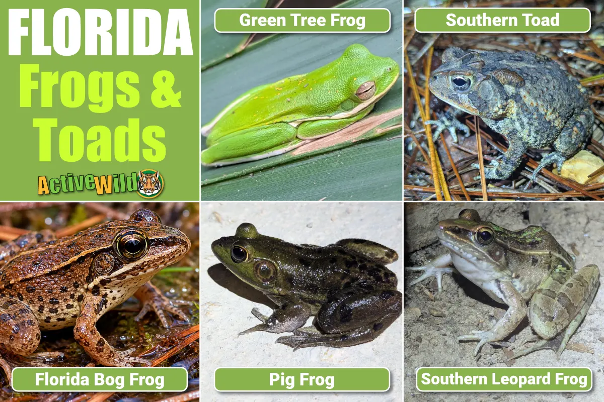 Florida Frogs And Toads