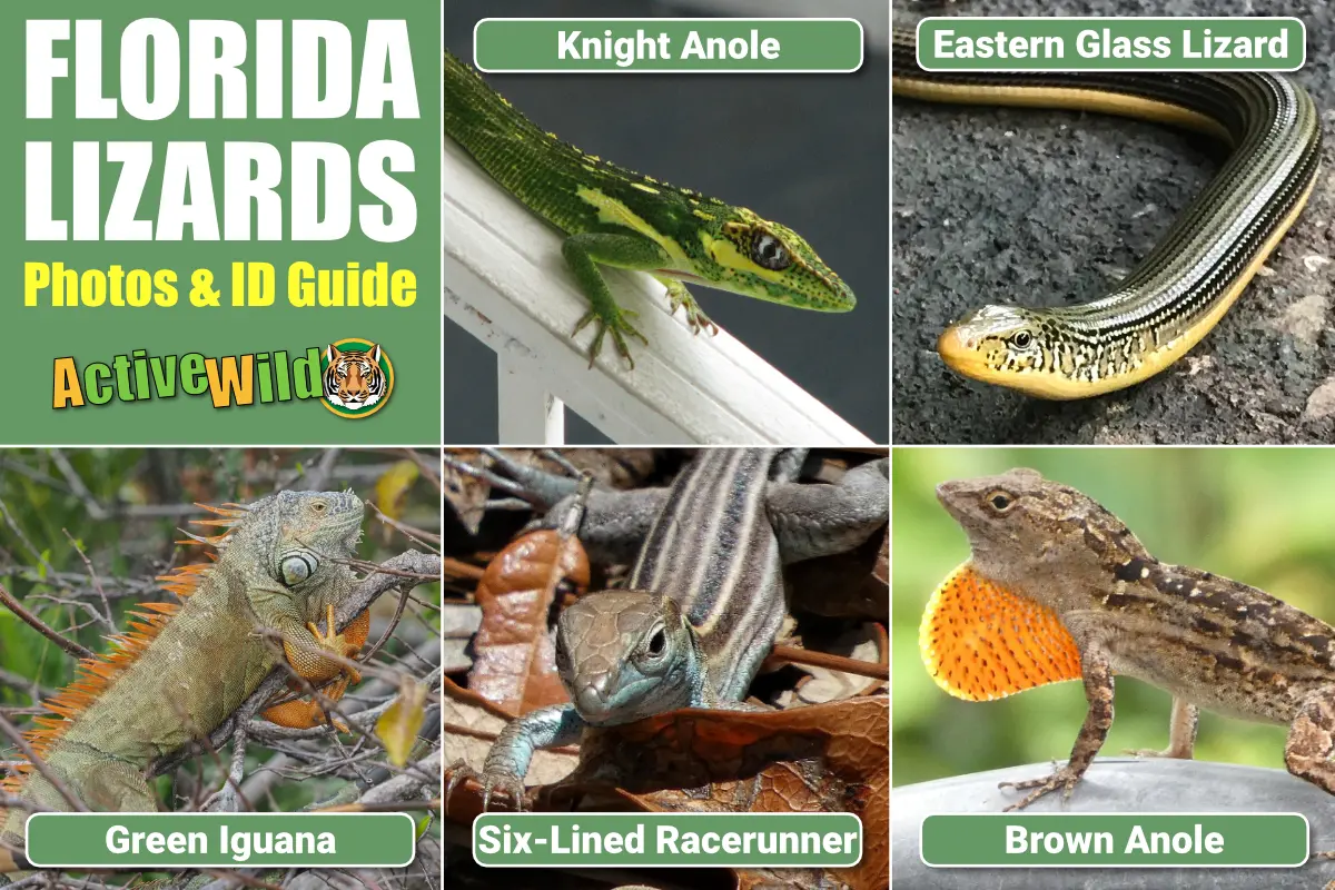 Florida Lizards