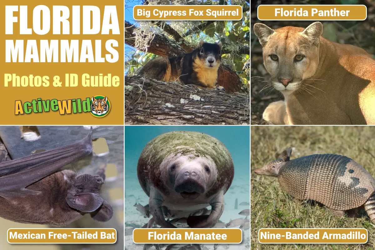 Florida Mammals Active Wild