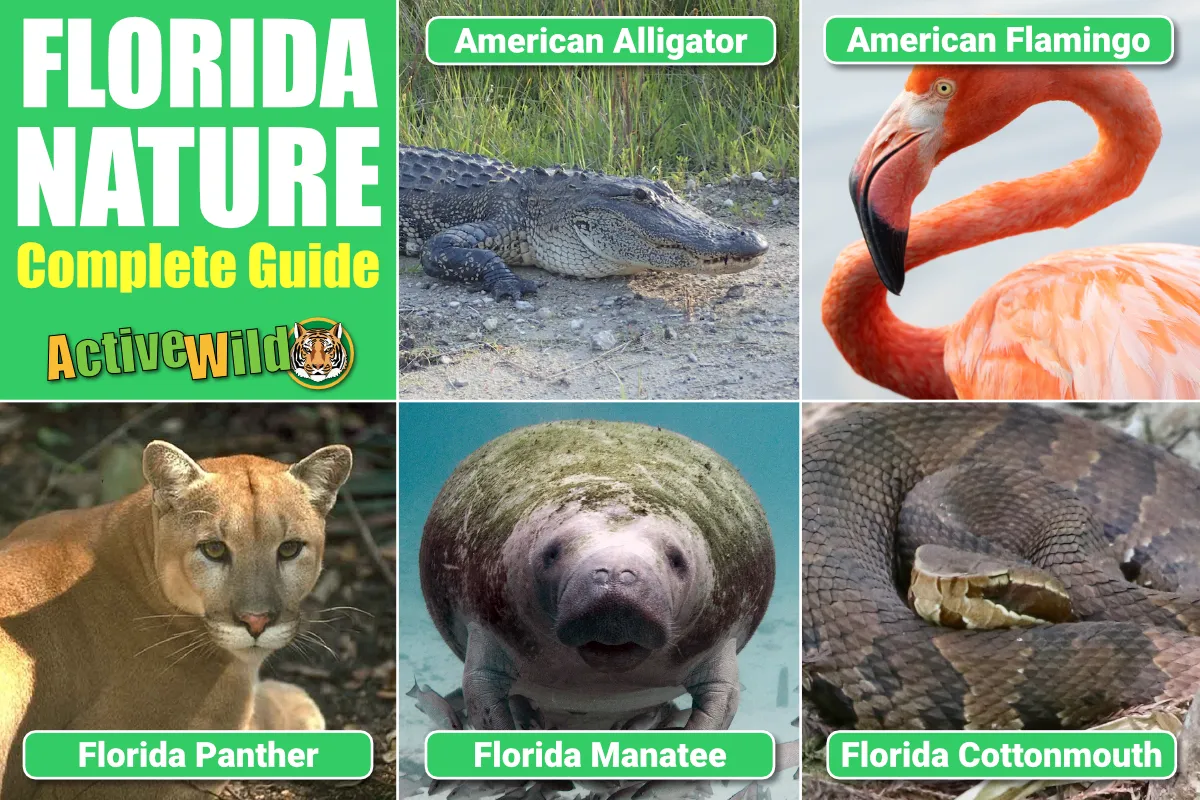Florida Nature Active Wild
