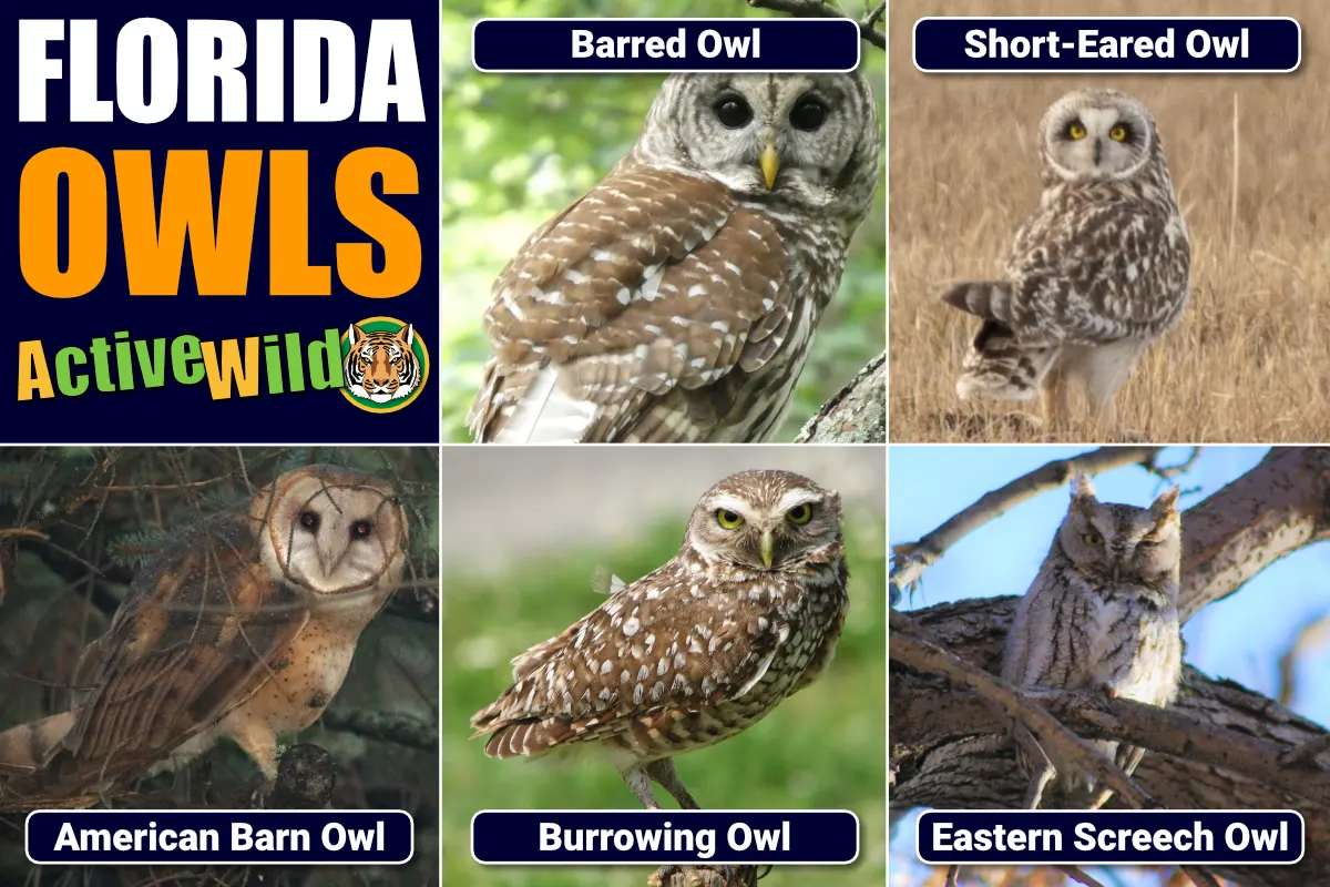Florida Owls