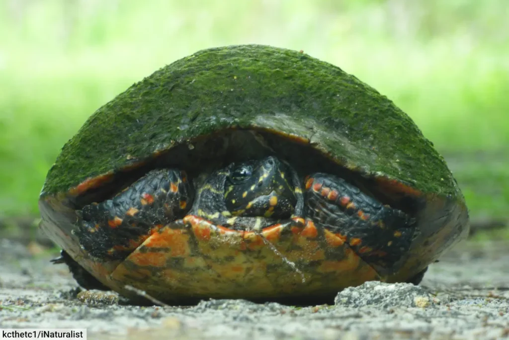 Florida Red-Bellied Cooter