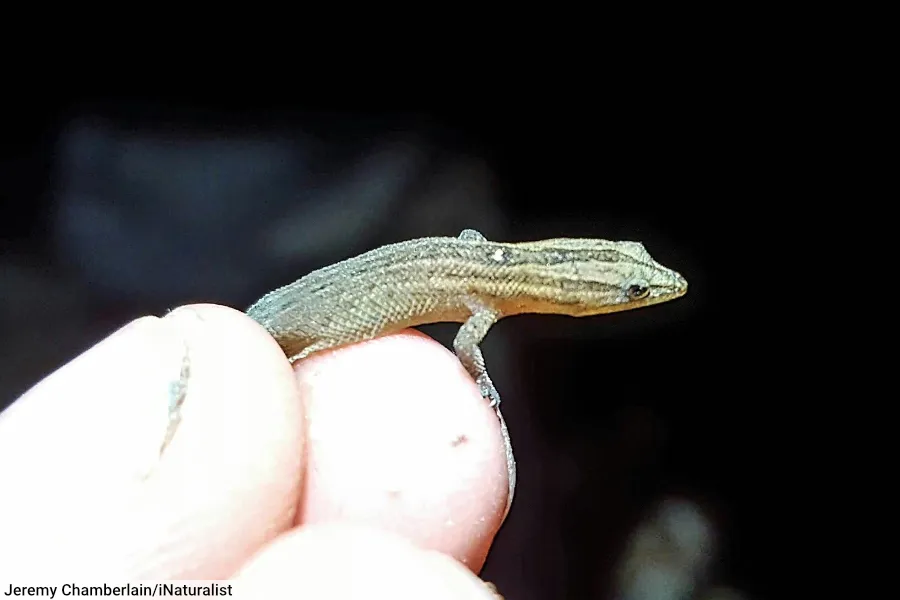 Florida Reef Gecko