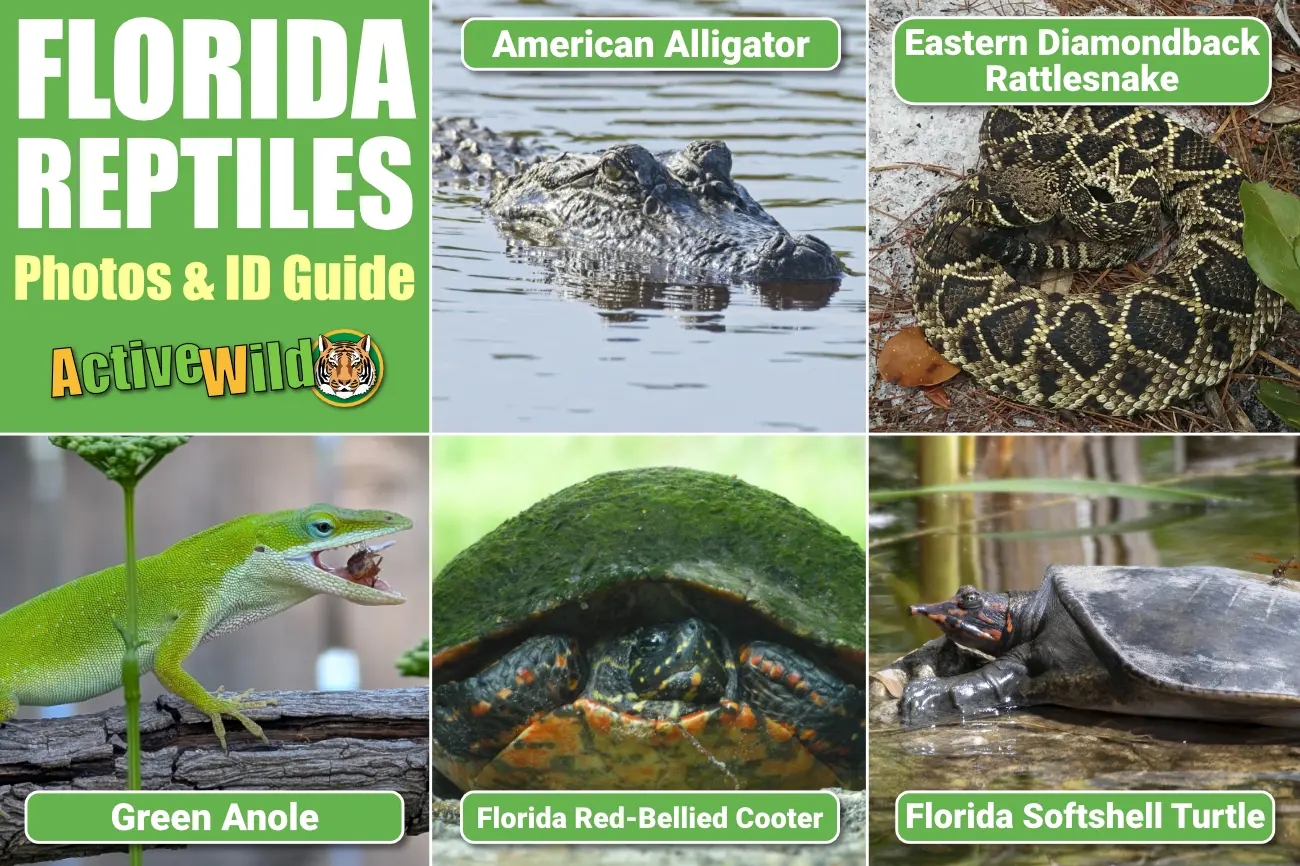 Florida Reptiles