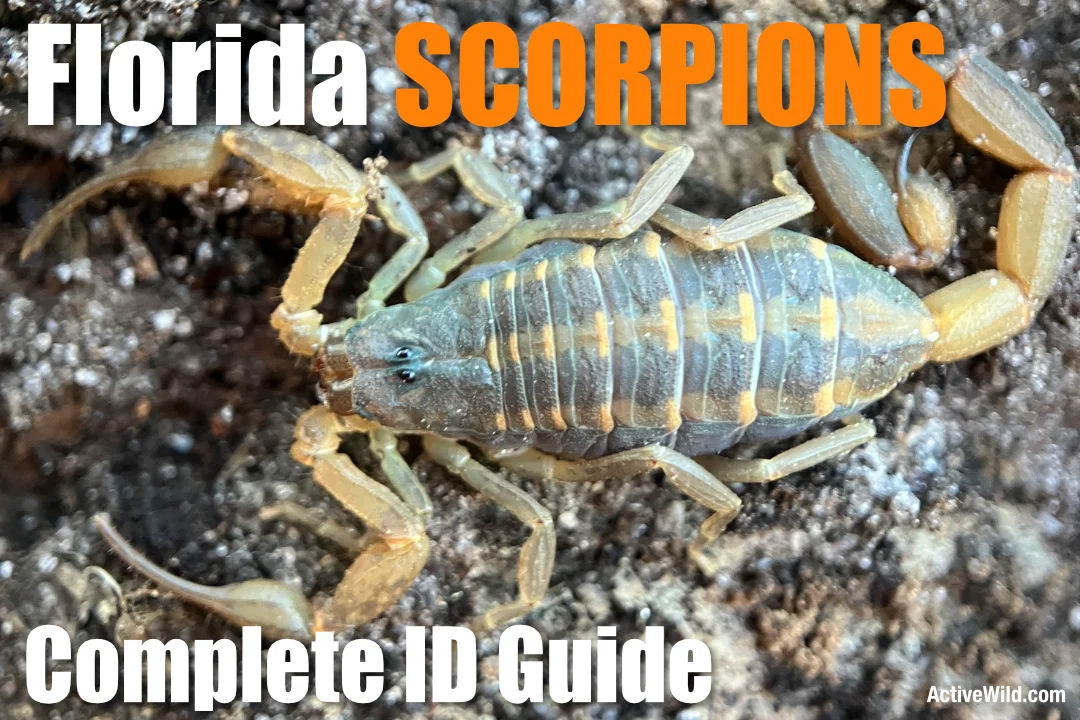 Florida Scorpions Active Wild