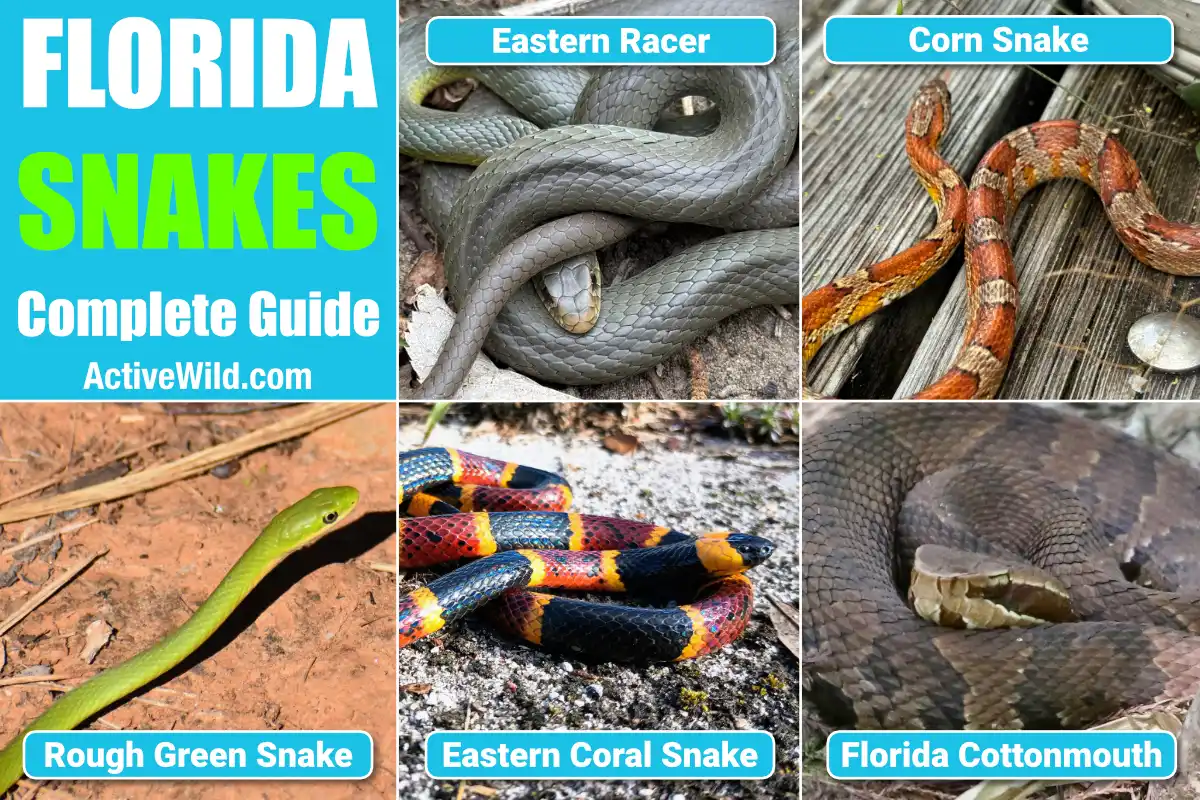 Florida Snakes