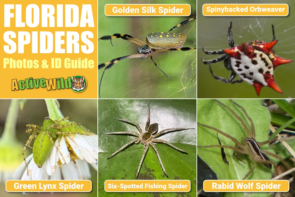 Florida Spiders Active Wild