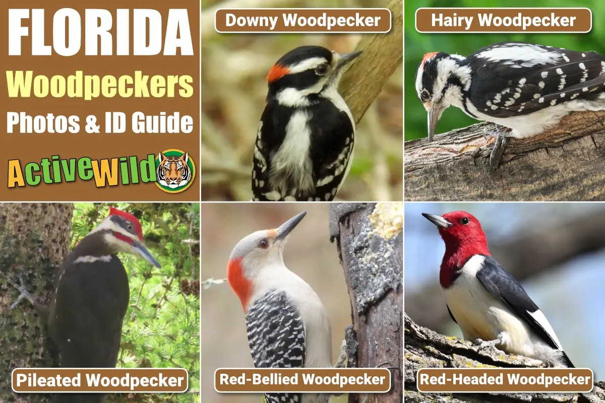 Florida Woodpeckers