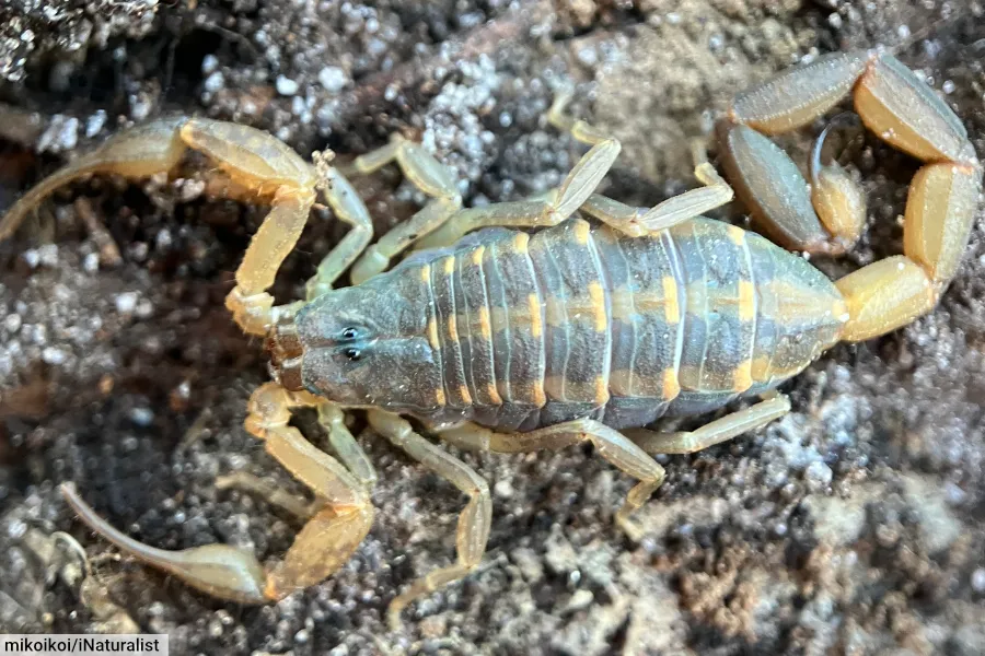 Hentz striped scorpion